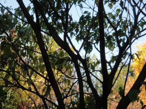 c0108460_1624795.jpg