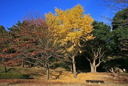 e0190885_2022138.jpg