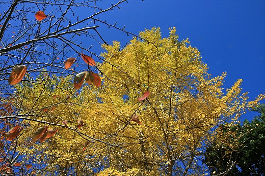 e0190885_20222622.jpg