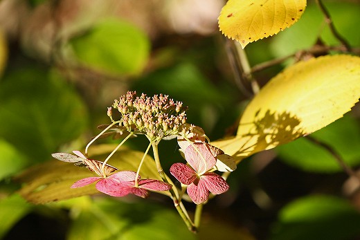 e0190885_20251436.jpg