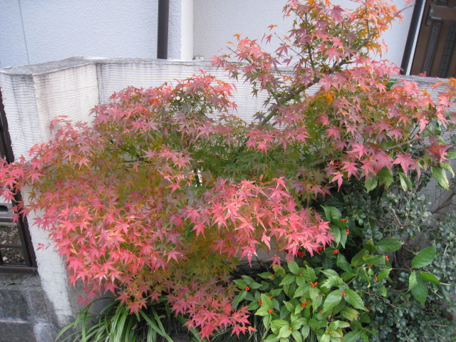 e0046206_21363791.jpg
