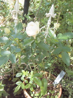 a0051108_1318416.jpg