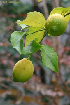c0134734_056347.jpg