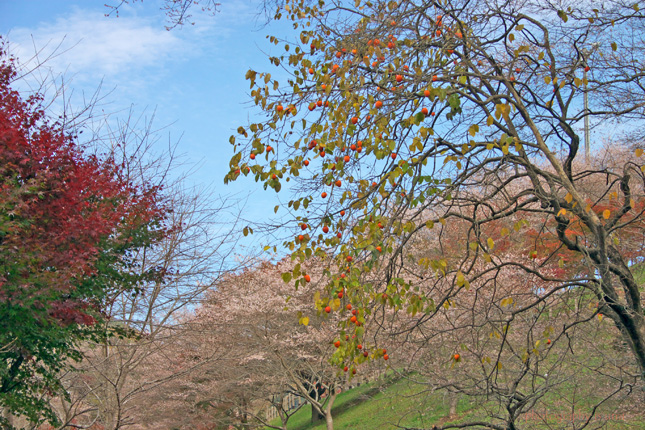 e0083238_2354640.jpg