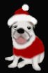 e0169243_2343125.gif