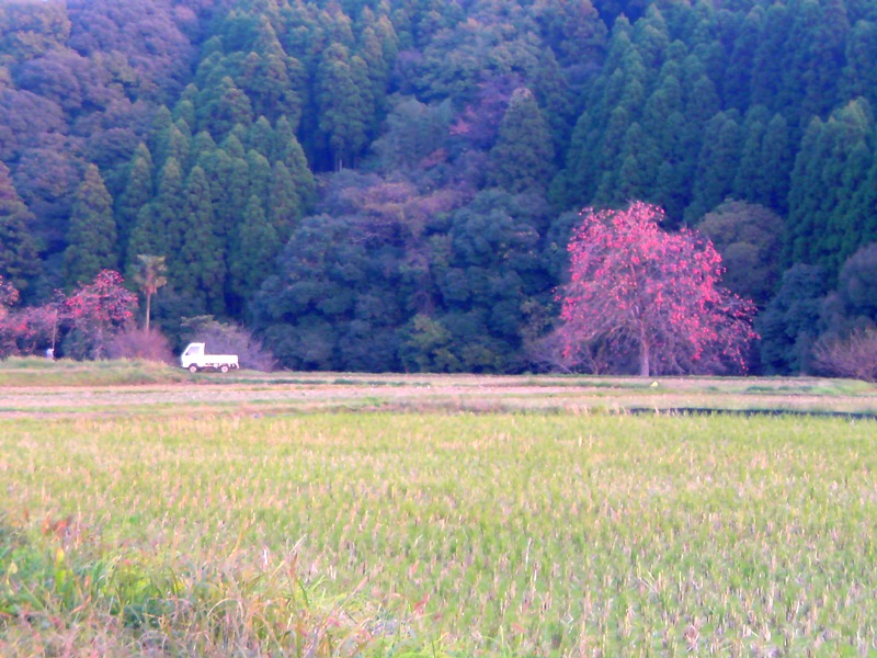 c0189747_11163365.jpg
