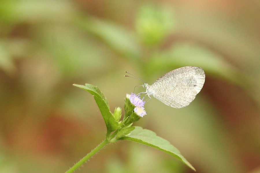 a0094850_20393446.jpg
