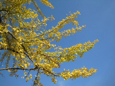 e0126054_10361028.jpg