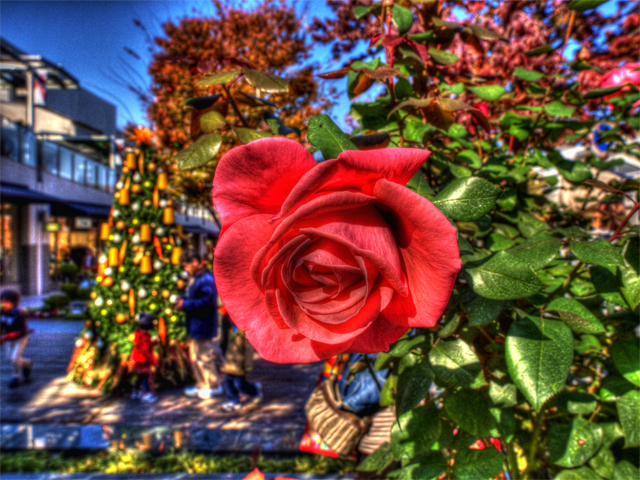 b0135347_23204899.jpg