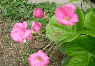 c0186463_18212940.jpg