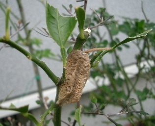 c0186463_1826385.jpg