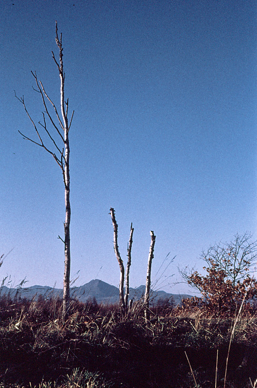 e0100772_22235964.jpg