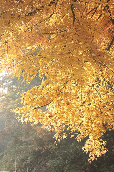 c0167576_7194787.jpg