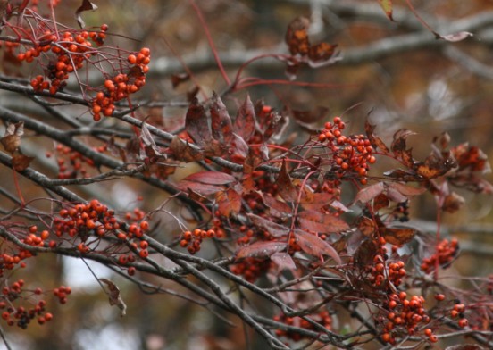 c0144185_13383150.jpg