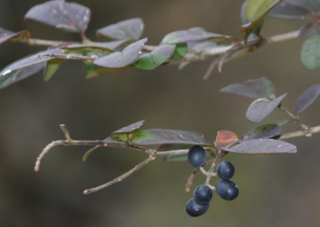 c0144185_1342135.jpg