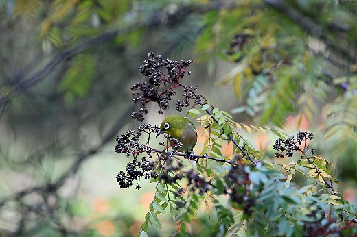 e0190885_1734880.jpg