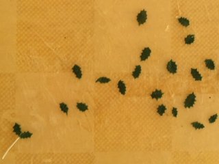 b0185290_1536275.jpg