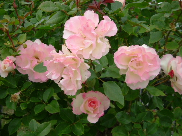 b0044296_22133126.jpg