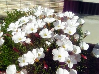 e0098908_2218915.jpg