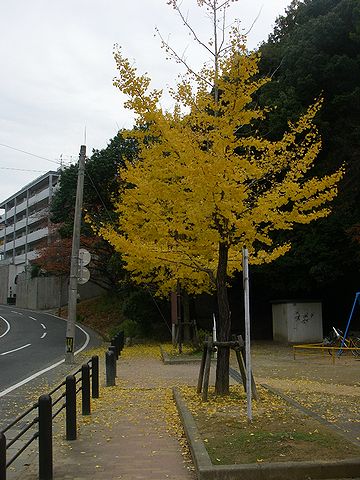 f0000330_171412.jpg