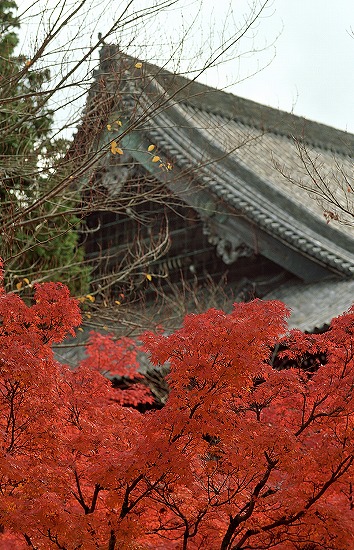 d0001533_112194.jpg