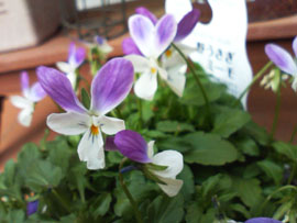 f0204440_2183437.jpg