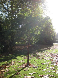 e0018350_8243214.jpg