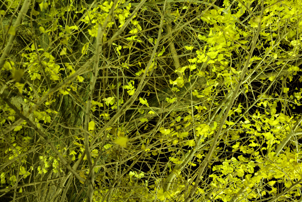f0176353_21345188.jpg