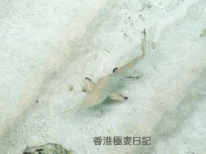 f0190653_2163788.gif
