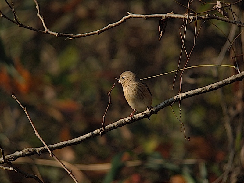 e0015377_20532360.jpg