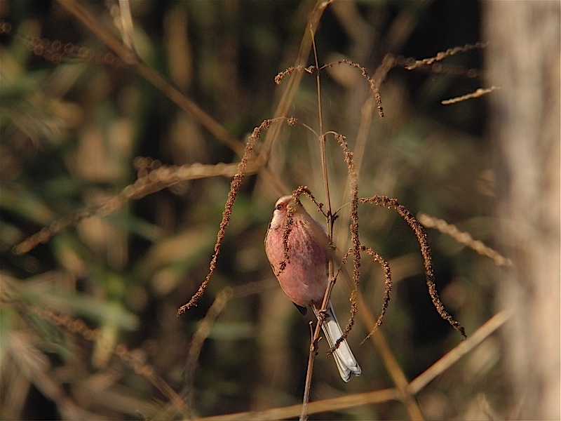 e0015377_2053811.jpg