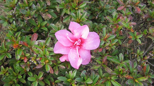 c0160488_2383224.jpg