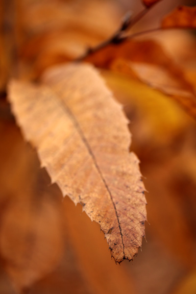 c0011204_20205445.jpg