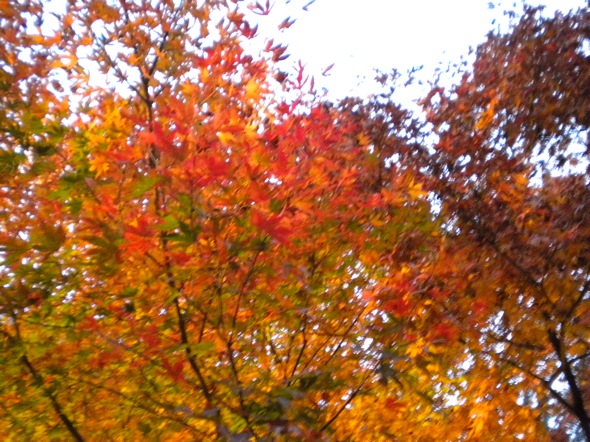 c0163006_20464329.jpg