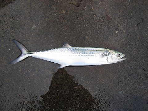 b0150023_2072646.jpg