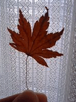d0048332_11185114.gif