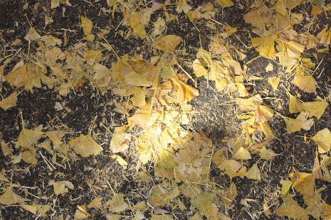 c0178336_1141014.jpg