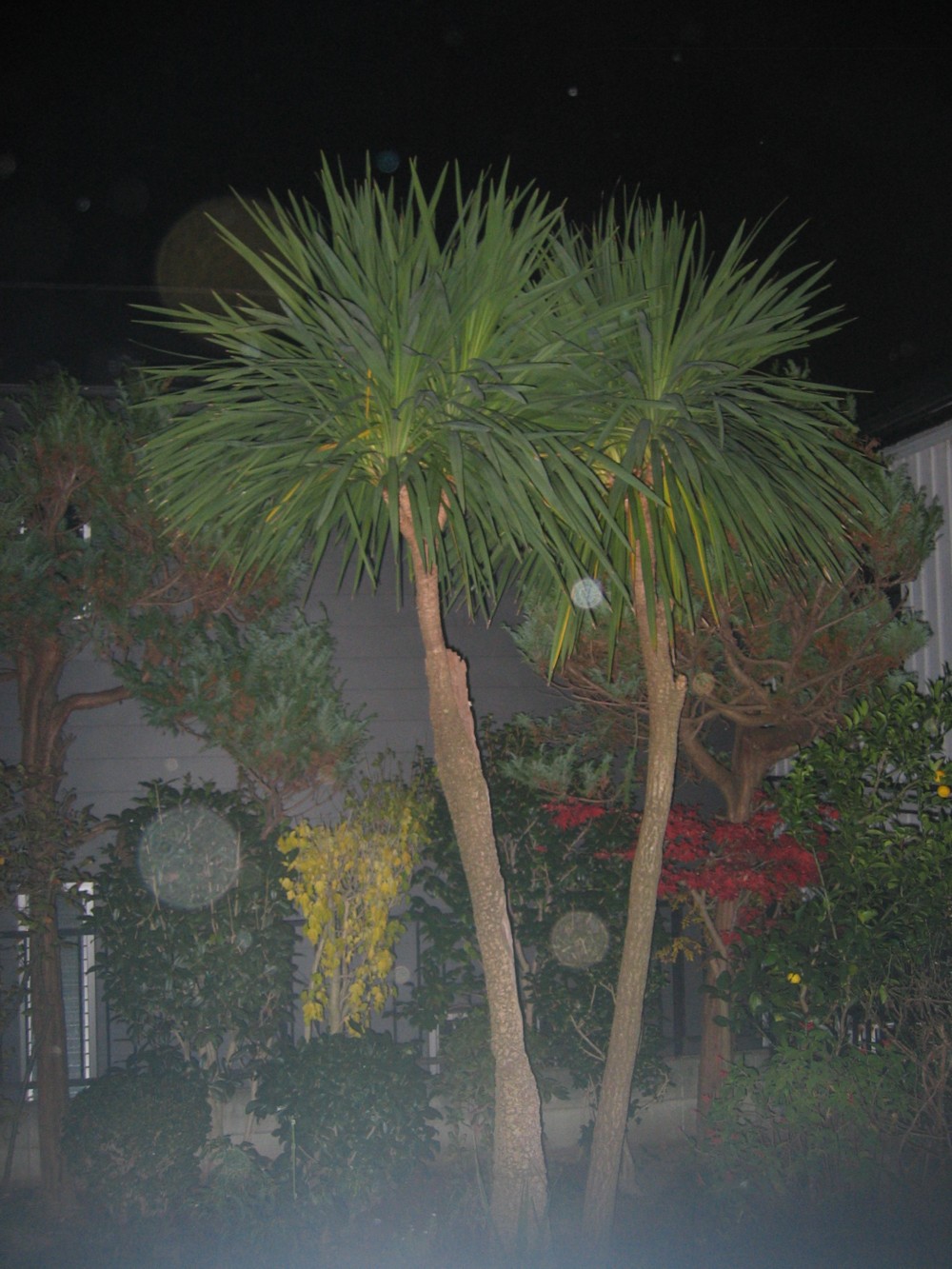 d0075649_9245998.jpg