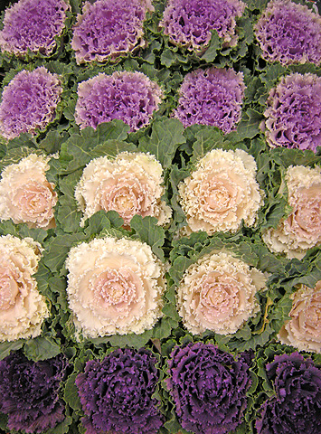 a0001354_22354335.jpg