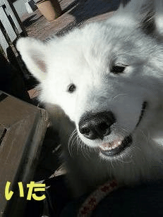 e0176159_10542890.gif