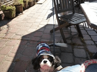 e0176159_10592570.gif