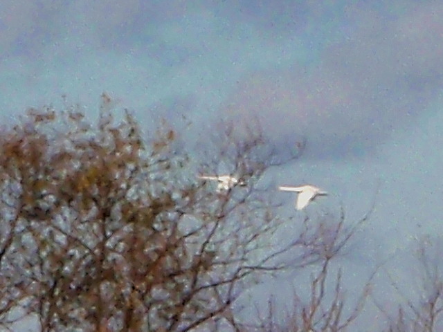 a0007388_10522918.jpg