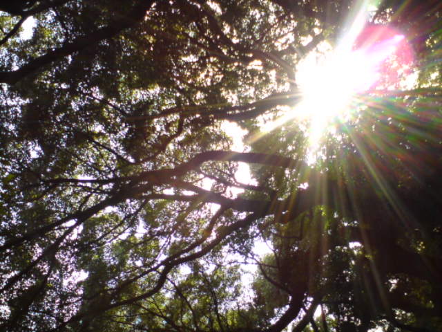 c0122788_157085.jpg
