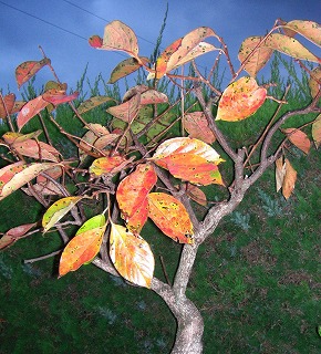 c0125501_8552994.jpg