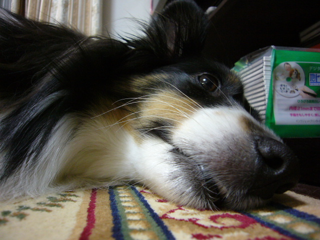 e0130008_21513013.jpg