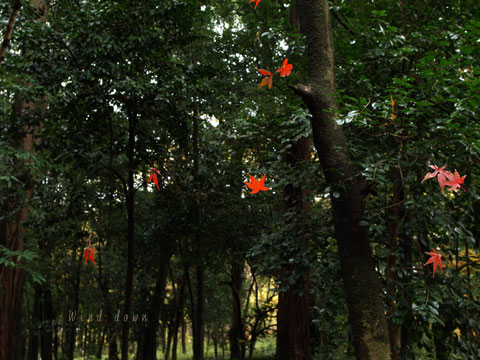 a0021110_17132518.jpg