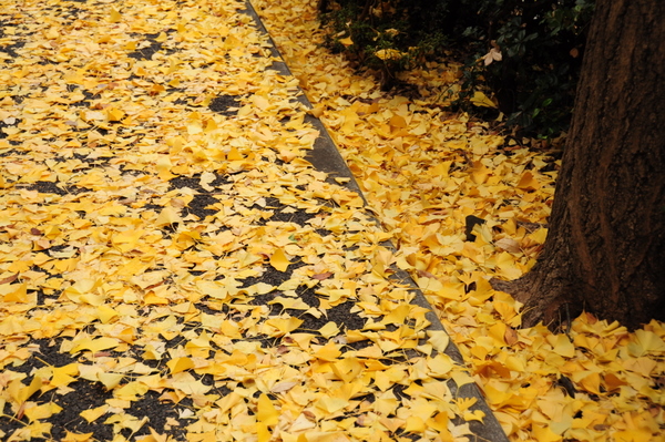 c0133533_0423581.jpg