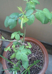 c0031662_9154886.jpg