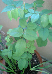 c0031662_916214.jpg