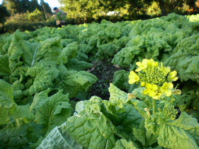d0040076_21141117.jpg